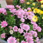 Zilah: Ideiglenes virágárusító helyek a Mindenszentek és Halottak Napja időszakára